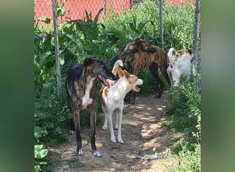 Jumanji – neugieriger Podenco mit liebevollem Wesen