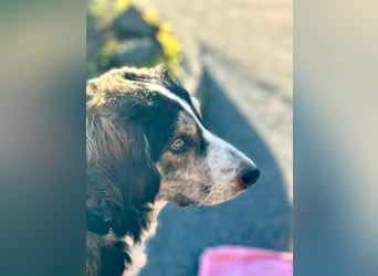 Ajko ist so ein toller Kerl und sucht sein Für-Immer-Zuhause