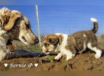 Sieben Goldie Mix und ihre Mutter  suchen ein Zuhause