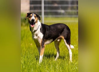 Bobi ❤️ wartet in 99718 Greussen