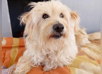 Jacky, entspannter Begleiter, ca. 8 Jahre, ca. 29 cm, ca. 8 kg *in 40764 Langenfeld*