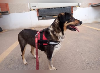 Juanita - Hündin in Spanien