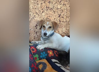 Pimpa, ca. 6 Monate, 35cm sucht ihr Zuhause