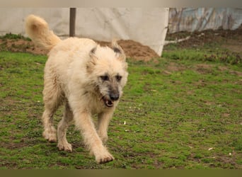 Dezi LM – menschenbezogene Briard-Mix-Hündin sucht ihr Für-immer-Zuhause