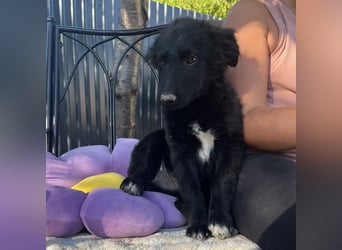 Dobri ein kleiner Spatz