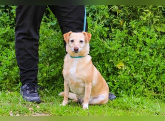 Alva, Mix Dackel / Pinscher, lieb und verträglich