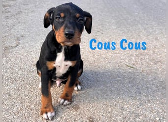 Cous Cous 12/2024 (ESP) - verspielter, kleiner Bodeguero-Pinscher-Mix Welpe!