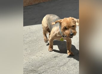Tintin, kleiner Sonnenschein im Seniorenpelz