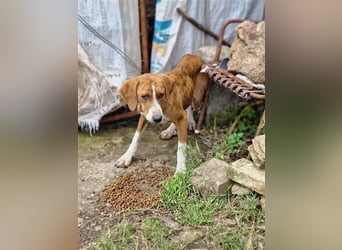 Jerry – familienhundliche Lehrstelle gesucht -