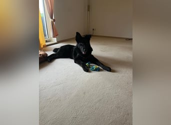 liebe junge Mischlings Hündin Ruby sucht ihre Familie