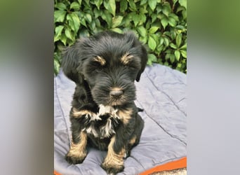 " wir dürfen ausziehen " bezaubernde Tibet Terrier Welpen aus liebervoller Zucht..