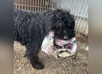 Henry, Puli, Rüde, geb. 16.09.2012, ca. 44 cm, 14 kg - NOTFALL -