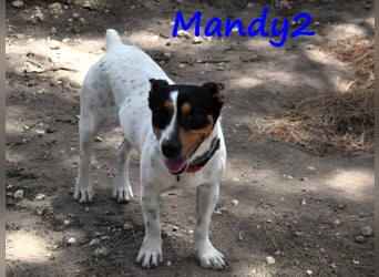 Mandy2 geb. 05/2024 (ESP) - fröhlicher, kleiner Jack Russel Terrier - Bodeguero Mix Rüde!