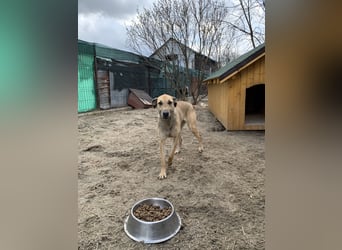 KATHI, Hündin, 6,5 Jahre, 55 cm, Mischling, Tierschutz
