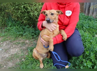 Terry, Mix Pinscher / Podengo, lieb und sozial