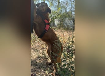 KOKO - ein total goldiges Mädchen sucht ein Zuhause