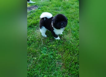 Amerikanische Akita