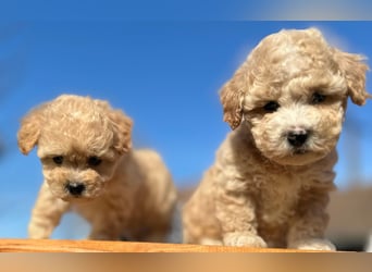 Rarität. Echte Teddybär Maltipoo Welpen in tollem Apricot abzugeben. Malteser/Pudel
