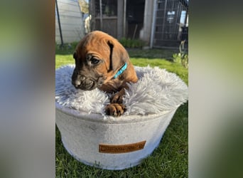 Rhodesian Ridgeback Welpen