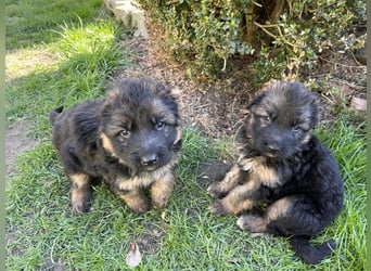 Deutsche Schäferhunde Langstockhaar