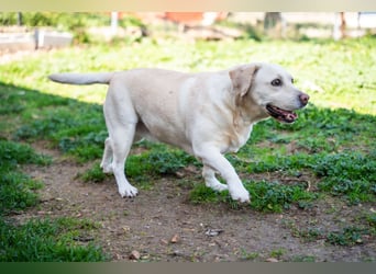 Tzemma - in 74417 Geschwend auf Pflegestelle