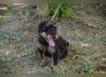 Eliot: Sucht ein Zuhause