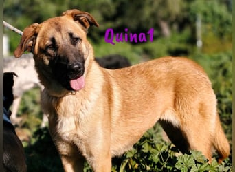 Quina1 06/2024 (ESP) - bezaubernde, aufgeschlossene & soziale Schäferhund-Mix Welpin!