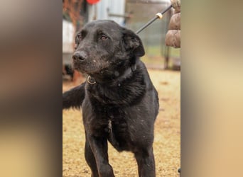 Cody-VA charmanter Mann möchte Küsschen geben