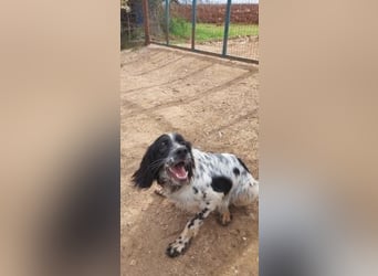 Leroy - super freundlich sucht Familienanschluss