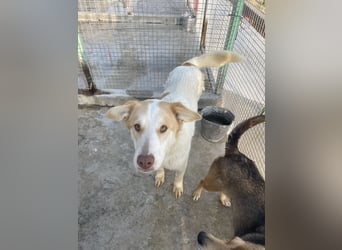 LEEBA - Ein Herz auf vier Pfoten sucht ihr Zuhause Zuhause oder Pflegestelle zum 06.09.2025 gesucht!