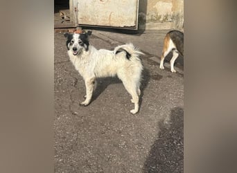 Ajuna, Husky-Collie Mix, verjagt und sich selbst überlassen