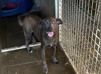Blue: neu im Tierheim, fröhlich und offen