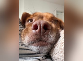 süße kleine Chihuahua-Pekinesen Mischlings-Hündin Evi sucht .....