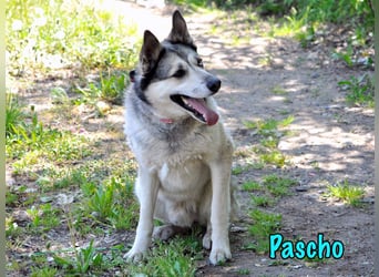Pascho 03/2022 - energiegeladener und lernwilliger Husky (Mix) sucht sportliche Rasseliebhaber!