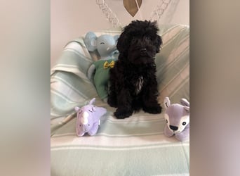 Wunderschöner Maltipoo rüde 6 Monate alt zu verkaufen