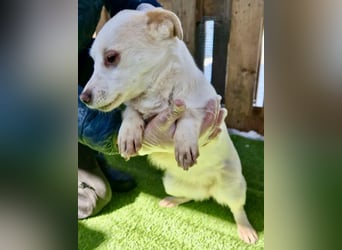 Carlotta - goldiges Hundekind