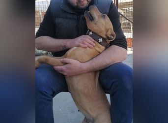 Piti-Mix-Mädchen♥Liv♥ Vermittlung z.B. nach A-CH-B-NL