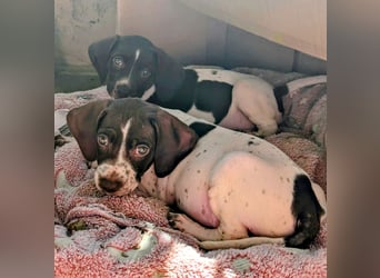 Cosmo sucht sein Glück
