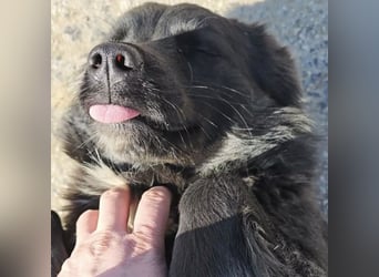 Molly absolut Anfänger geeignet
