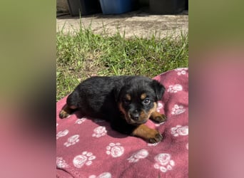 Reinrassige Rottweiler Welpen , Sportliche leistung Zucht
