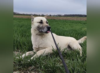 Balto ein großer braver Bub
