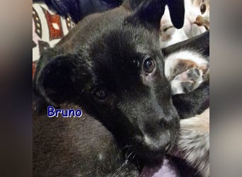 BRUNO ❤  wartet in 12524 Berlin auf Dich!