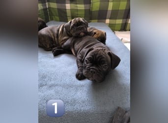 Wundervolle Bulldoggen-Welpen suchen ihr Für-Immer-Zuhause!