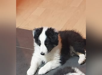 Sheltie Shetland Sheepdog