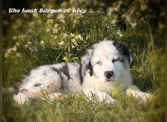 Bezaubernde Australian Shepherd Welpen
