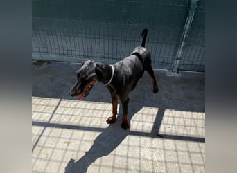 Zarter Odin sucht sein Für-Immer-Zuhause ❤️