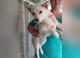 Szines PP – junge Shiba Inu-Hündin sucht geduldiges Zuhause