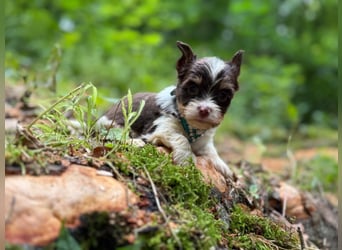 Yorkshire Terrier Biro Rüde