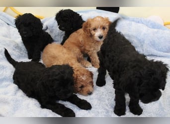 Cockapoo bereit zum Lieben!  - Schenken Sie sich selbst bedingungslose Liebe –