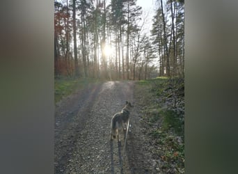 Naala, gut erzogene Schäferhund Mischlingshündin